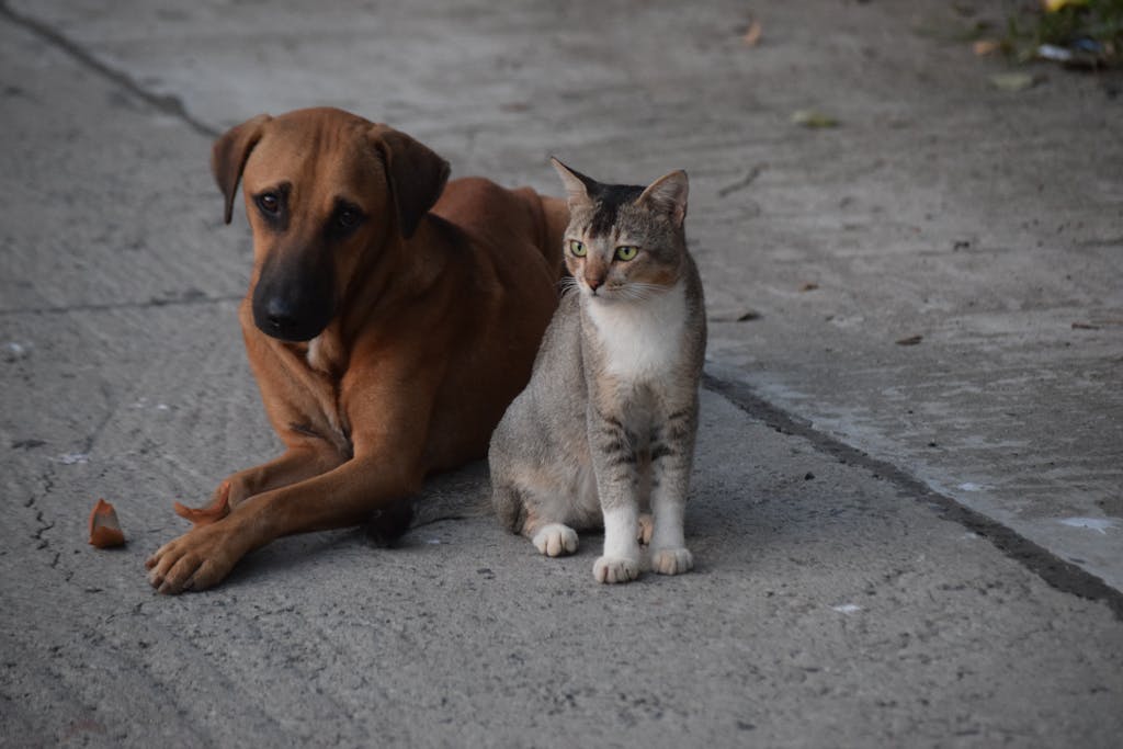 Perro marrón recostado junto a un gato sentado, en una escena tranquila al aire libre.