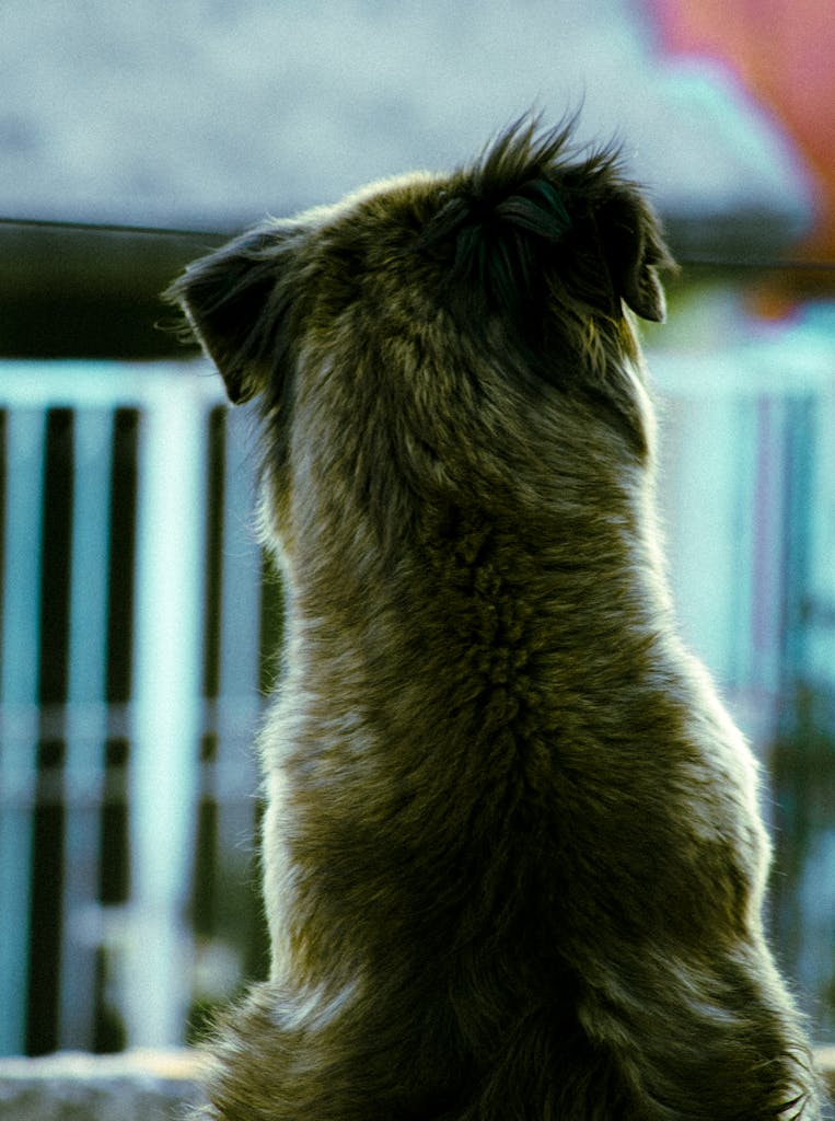 Perro visto de espaldas, sentado al aire libre y mirando hacia el frente en una escena de luz suave.