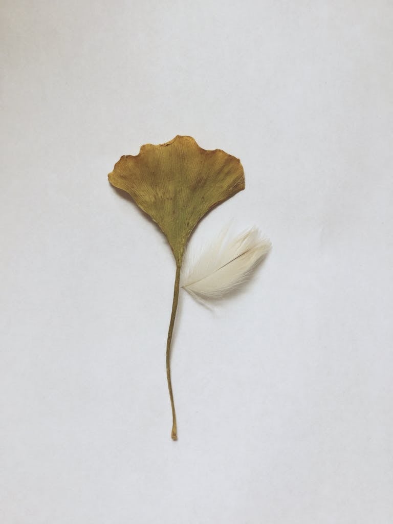 Hoja seca y pluma blanca sobre fondo claro, en una composición delicada que resalta textura, rastro y gesto visual.