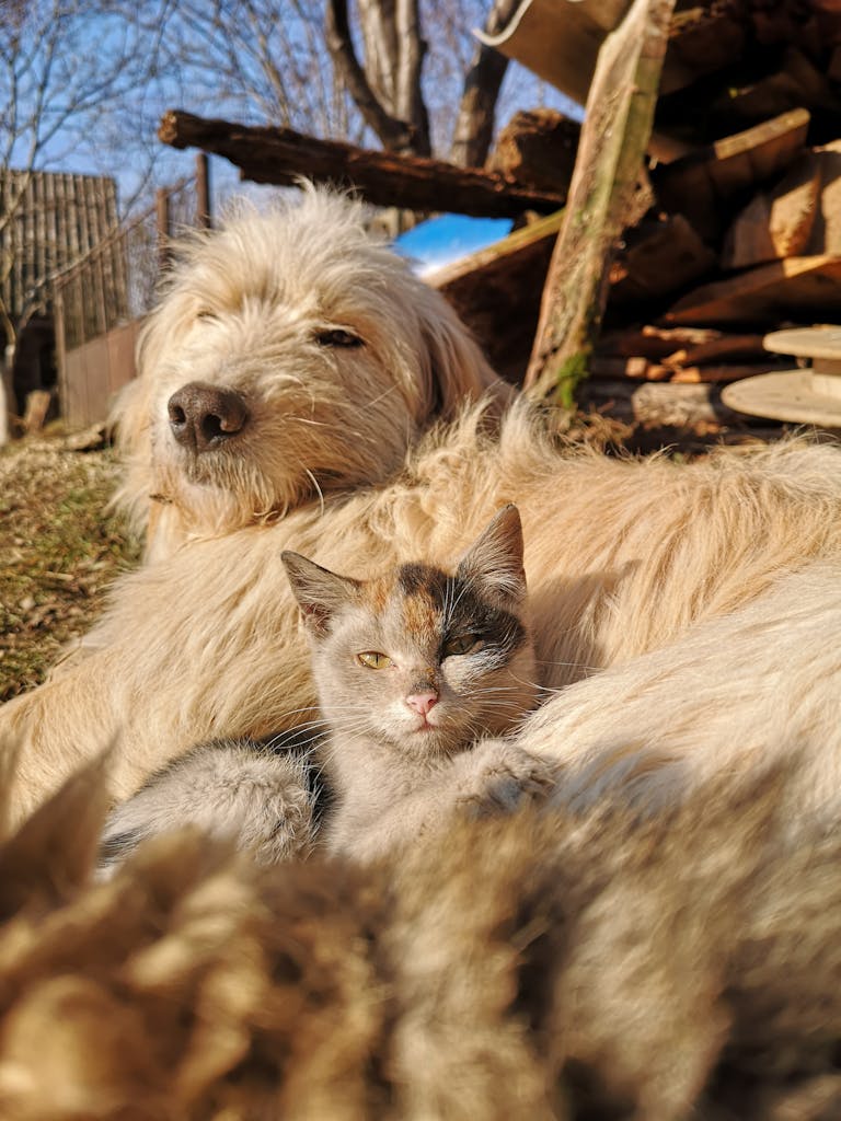 Perro y gato descansando juntos en un momento de calma al aire libre.