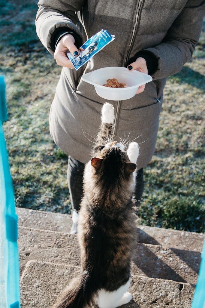 Persona alimentando a un gato en una escena cotidiana de cuidado.