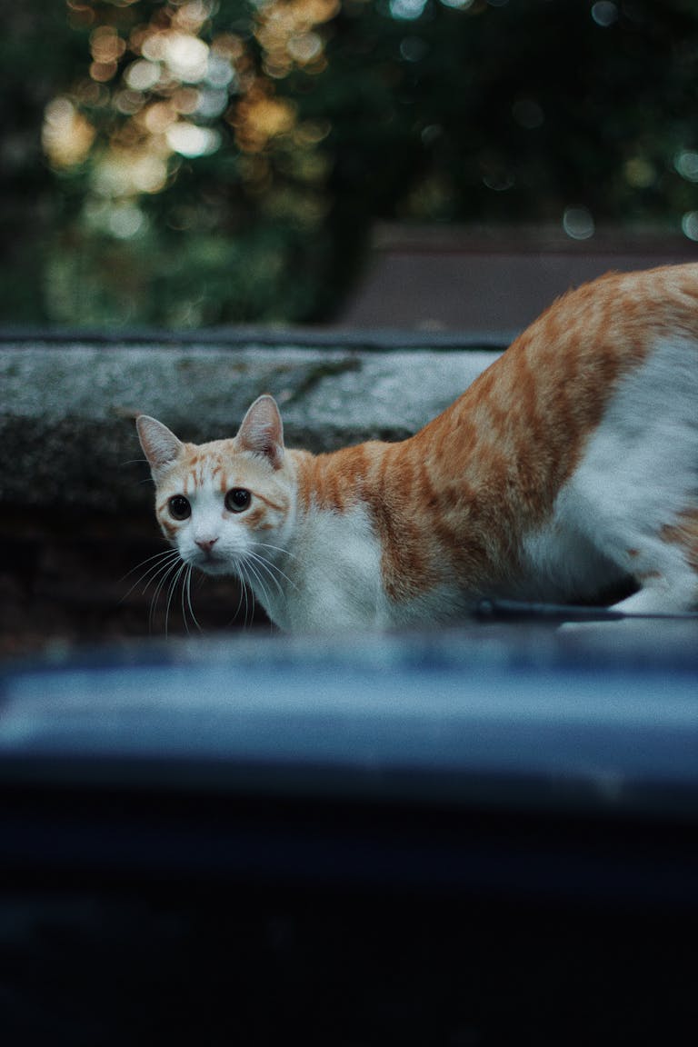 Gato naranja claro al aire libre, mirando al frente con una expresión alerta y cautelosa.