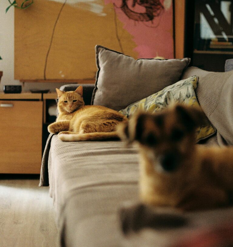 Un gato descansa sobre el sillón mientras un perro aparece en primer plano, en una escena de hogar tranquila y cotidiana.
