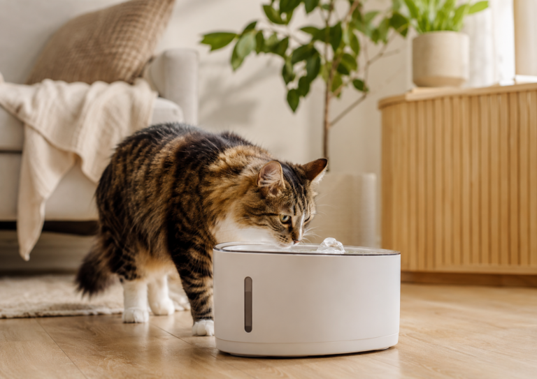 Gato usando una fuente de agua inteligente en casa, gadget para mascotas solas