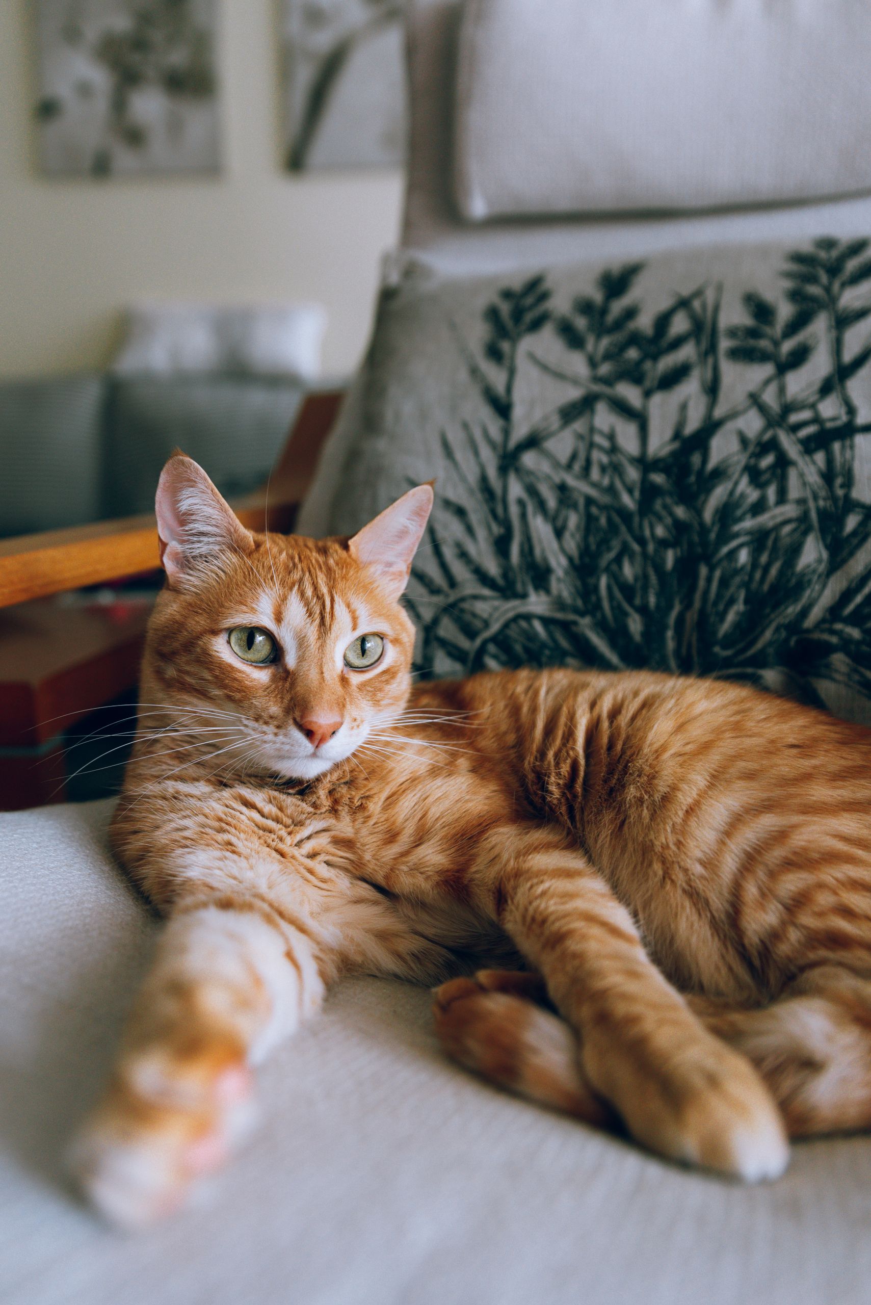 Gato naranja descansando en un sofá dentro de una sala tranquila