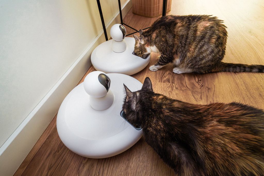 Gatos usando comederos inteligentes, uno de los gadgets para mascotas solas en casang.