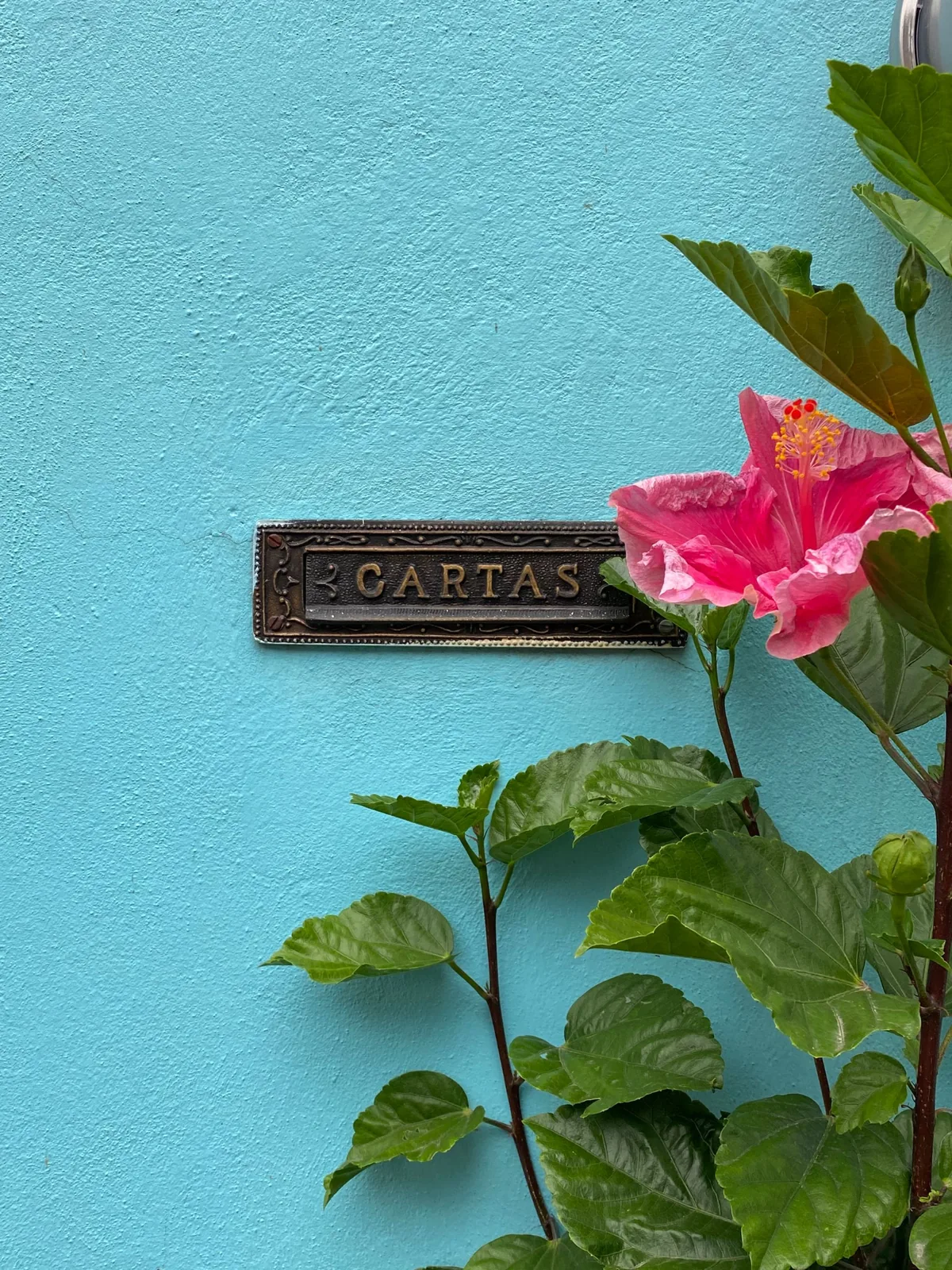 Buzón de cartas sobre una pared turquesa junto a una flor de hibisco rosa.